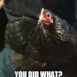 Elf the Pekin | YOU DID WHAT? | image tagged in elf the pekin | made w/ Imgflip meme maker