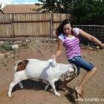Goat attack
