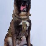 War Dog Baghdadi Belgian Malinois