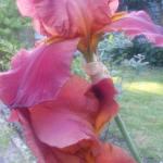 Red iris