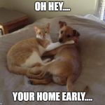 Cats and dogs living together | OH HEY.... YOUR HOME EARLY.... | image tagged in cats and dogs living together | made w/ Imgflip meme maker