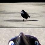 Crow