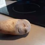 hi stranger potato
