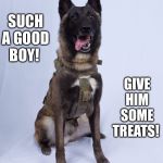 Hero who helped kill Al-Baghdadi | SUCH A GOOD BOY! GIVE HIM SOME TREATS! | image tagged in hero who helped kill al-baghdadi | made w/ Imgflip meme maker