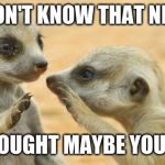 gossip meerkats | NO I DON'T KNOW THAT NEW KID; I THOUGHT MAYBE YOU DID | image tagged in gossip meerkats | made w/ Imgflip meme maker