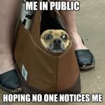 Nervous dog in bag | ME IN PUBLIC; HOPING NO ONE NOTICES ME | image tagged in nervous dog in bag | made w/ Imgflip meme maker