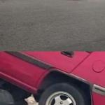 Cat Saves car