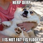 Derp Dog | HERP DERP; I IS NOT FAT I IS FLOOFY | image tagged in derp dog | made w/ Imgflip meme maker