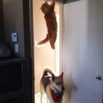 Jumping Cat and Dog