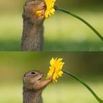 Squirrel Smelling Flower meme
