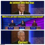 Jeopardy | An animal with five legs What is a pit bull returning from a playground? Correct | image tagged in jeopardy | made w/ Imgflip meme maker