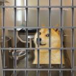 Doge in Jail meme