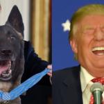hero dog trump