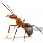 ant