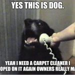 Yes this is dog | YES THIS IS DOG. YEAH I NEED A CARPET CLEANER I POOPED ON IT AGAIN OWNERS REALLY MAD | image tagged in yes this is dog | made w/ Imgflip meme maker