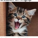 Happy cat | This is my 100th creation on imgflip; And my goal is 100 upvotes just because lol | image tagged in happy cat | made w/ Imgflip meme maker