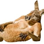 fat kangaroo