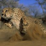 cheetah running for life