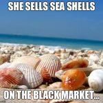 Sea shells | SHE SELLS SEA SHELLS; ON THE BLACK MARKET... | image tagged in sea shells | made w/ Imgflip meme maker