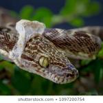 Snake shedding skin