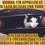 HUMAN TAIL | HUMAN, I'M APPALLED AT YOUR LACK OF CARE FOR YOUR TAIL; THE FUR IS MISSING, IT'S TOO SHORT AND IT'S CURRENTLY DANGLING IN THE TOILET! | image tagged in human tail | made w/ Imgflip meme maker