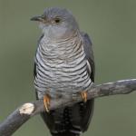 Cuckoo bird