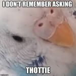 Did I ask Budgie | I DON'T REMEMBER ASKING; THOTTIE | image tagged in did i ask budgie | made w/ Imgflip meme maker