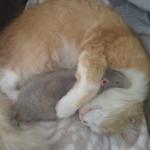 Kitty's friend