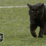 NFL black cat