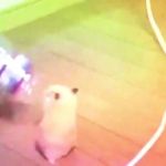 Hamster Dance GIF Template