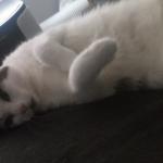 rape cat