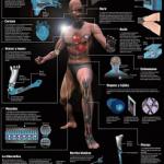 El verdadero hombre biónico