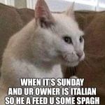 italian cat | WHEN IT’S SUNDAY AND UR OWNER IS ITALIAN SO HE A FEED U SOME SPAGHETTI | image tagged in italian cat | made w/ Imgflip meme maker