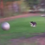 Dog with a ball GIF Template