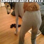 Dog Wearing clothes | WHEN THE LANDLORD SAYS NO PETS | image tagged in dog wearing clothes | made w/ Imgflip meme maker
