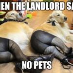 dogs wearing pantyhose blank | WHEN THE LANDLORD SAYS; NO PETS | image tagged in dogs wearing pantyhose blank | made w/ Imgflip meme maker