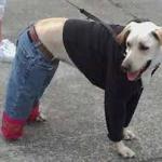 Dog with Clothes meme