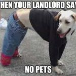 Dog with Clothes | WHEN YOUR LANDLORD SAYS; NO PETS | image tagged in dog with clothes | made w/ Imgflip meme maker