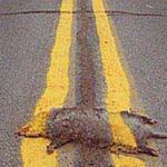 roadkill