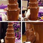 Cockatoo Chocolate Fountain | MAYBE JUST A TASTE; OH GOD YES! | image tagged in cockatoo chocolate fountain | made w/ Imgflip meme maker