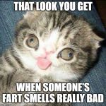 Derp Cat | THAT LOOK YOU GET; WHEN SOMEONE'S FART SMELLS REALLY BAD | image tagged in derp cat | made w/ Imgflip meme maker