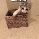 Cat grab | *CAT LOOKING ADORABLE*; *LAZER* | image tagged in cat grab | made w/ Imgflip meme maker