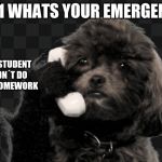 HELLOHELLO | 911 WHATS YOUR EMERGENCY; MY STUDENT DIDN´T DO HIS HOMEWORK | image tagged in hellohello | made w/ Imgflip meme maker