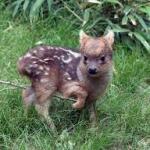 Insulted Pudu