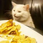 Smudge the Cat w/ plate of tacos