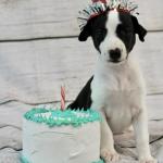 Birthday puppy