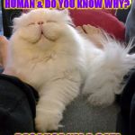 I'M BETTER THAN U | I'M BETTER THAN YOU HUMAN & DO YOU KNOW WHY? BECAUSE I'M A CAT! | image tagged in i'm better than u | made w/ Imgflip meme maker