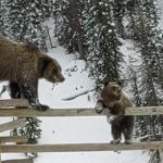 two bears on a fence