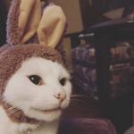 Smudge in bunny ears