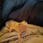 Hapy gecko